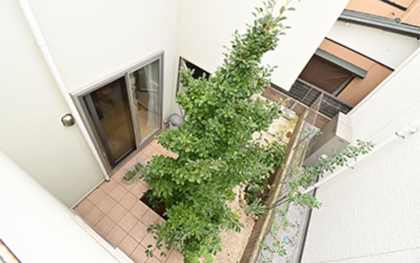 中庭のシンボルツリー