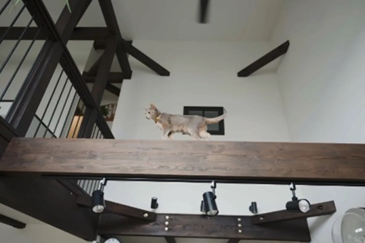 3匹の猫と快適に暮らす、梁のある家 - 2